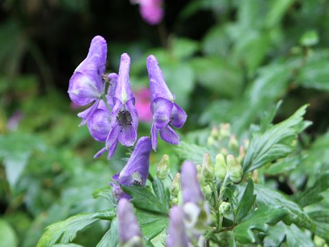 Aconitum japonicum var. montanum