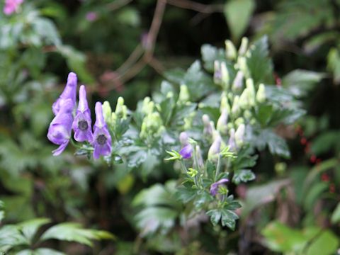 Aconitum japonicum var. montanum