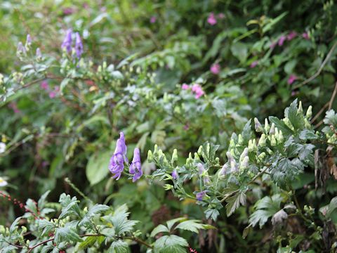 Aconitum japonicum var. montanum