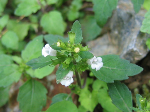 Clinopodium multicaule