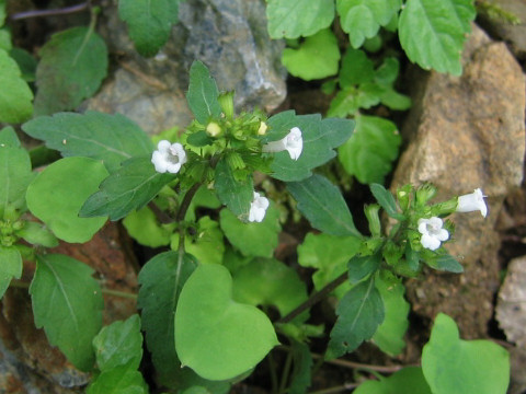 Clinopodium multicaule