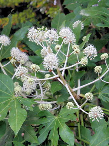 Fatsia japonica