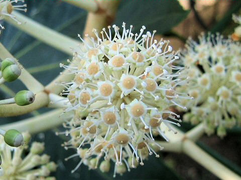 Fatsia japonica