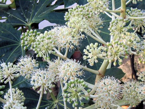 Fatsia japonica