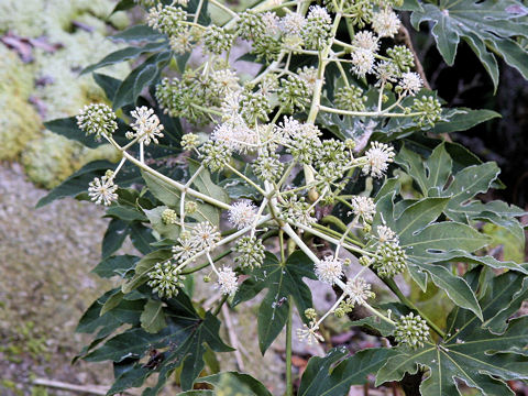 Fatsia japonica