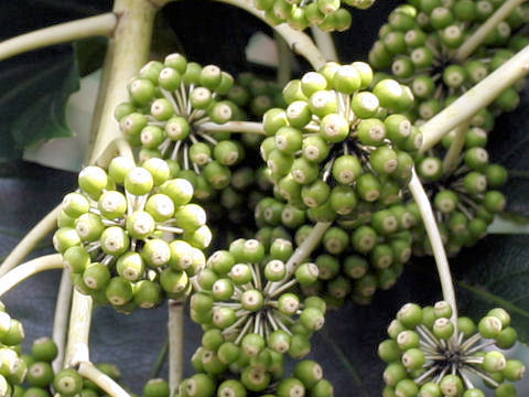 Fatsia japonica