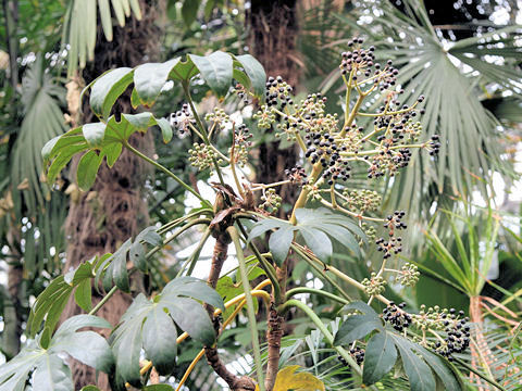 Fatsia japonica