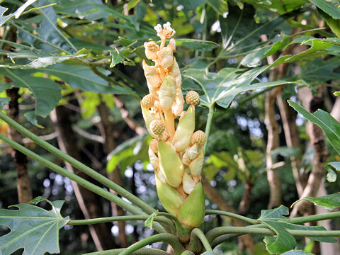 Fatsia japonica