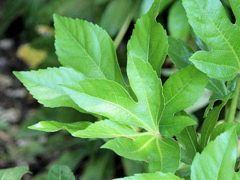 Fatsia japonica