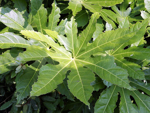 Fatsia japonica