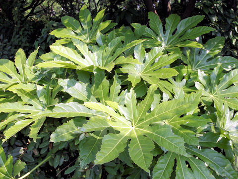 Fatsia japonica