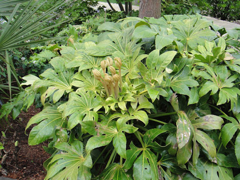 Fatsia japonica