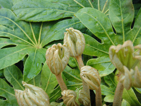 Fatsia japonica