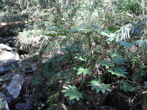 Fatsia japonica