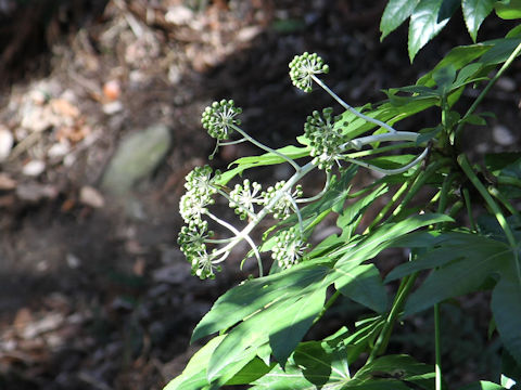 Fatsia japonica