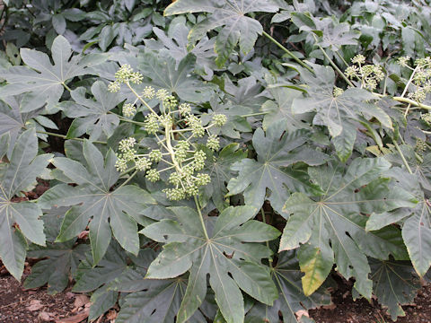 Fatsia japonica