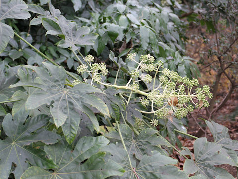 Fatsia japonica