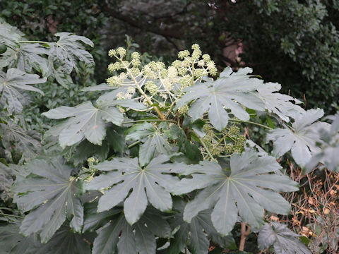 Fatsia japonica