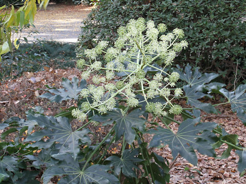 Fatsia japonica