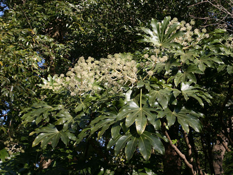 Fatsia japonica