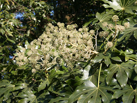 Fatsia japonica