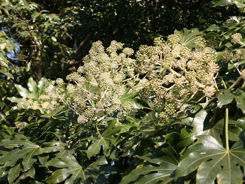 Fatsia japonica