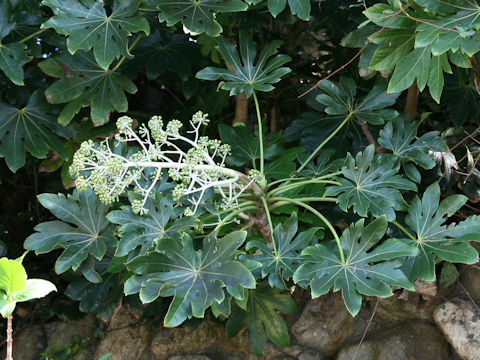 Fatsia japonica