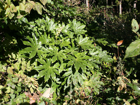 Fatsia japonica