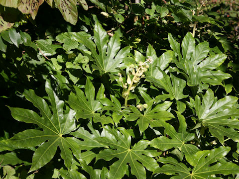 Fatsia japonica