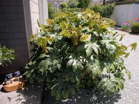 Fatsia japonica