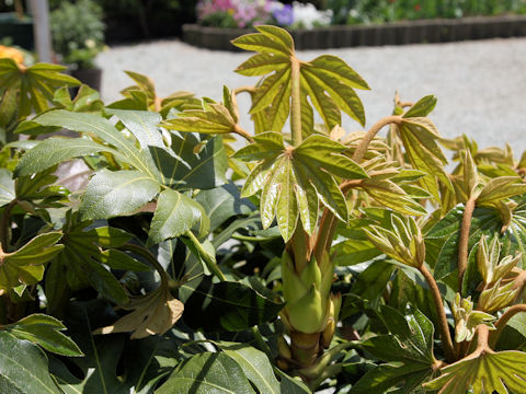 Fatsia japonica