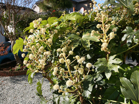 Fatsia japonica