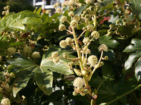 Fatsia japonica