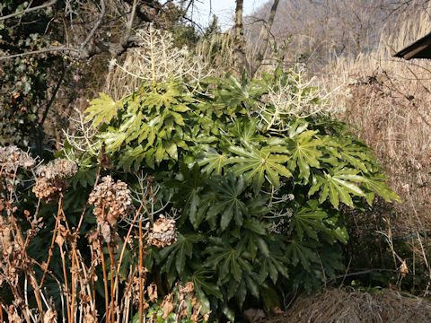 Fatsia japonica