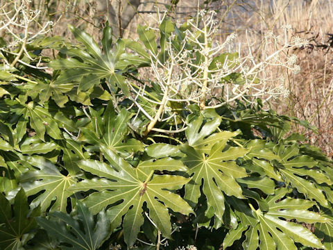 Fatsia japonica