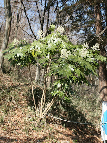 Fatsia japonica