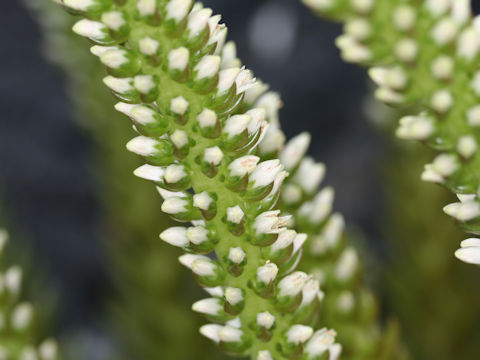 Orostachys japonicus f. polycephalus