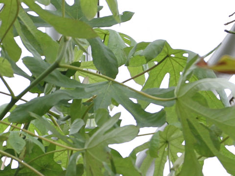 ヤツデグワ Cecropia Peltata