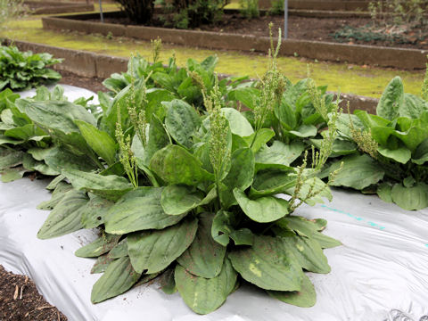 Plantago japonica f. polystachya