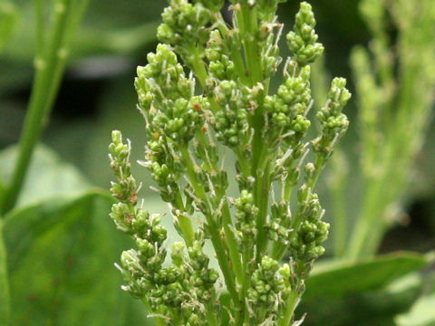 Plantago japonica f. polystachya