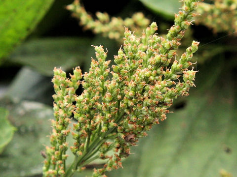 Plantago japonica f. polystachya