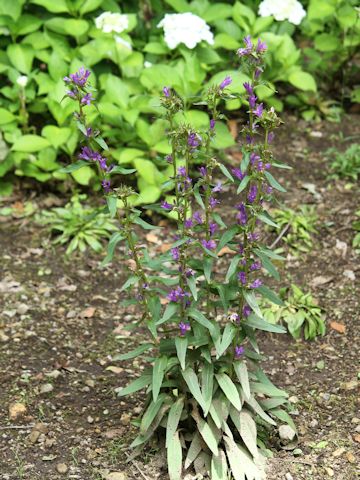 Campanula glomerata var. dahurica