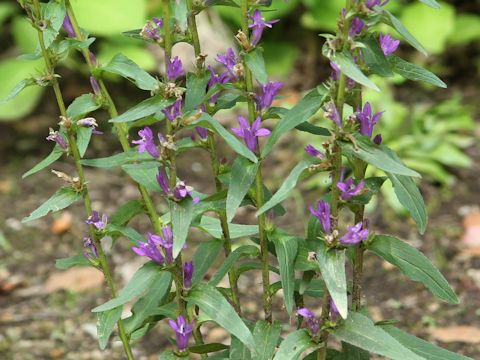 Campanula glomerata var. dahurica