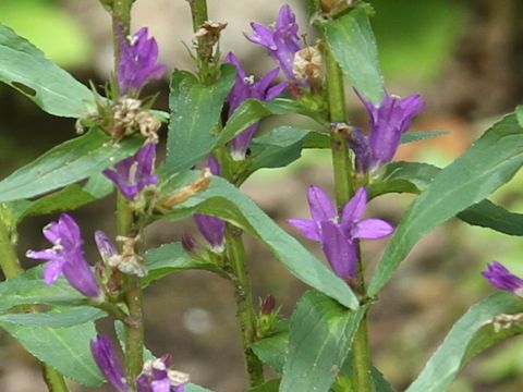 Campanula glomerata var. dahurica