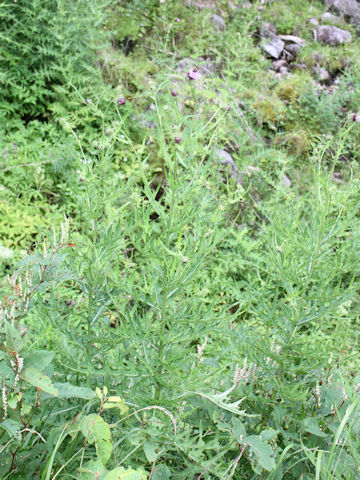 Cirsium yatusalpina