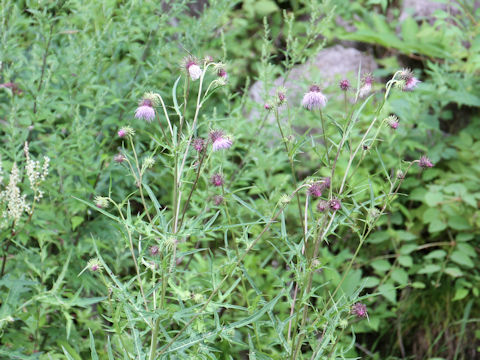 Cirsium yatusalpina