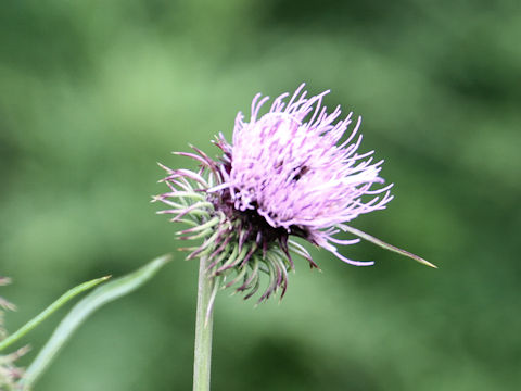 Cirsium yatusalpina