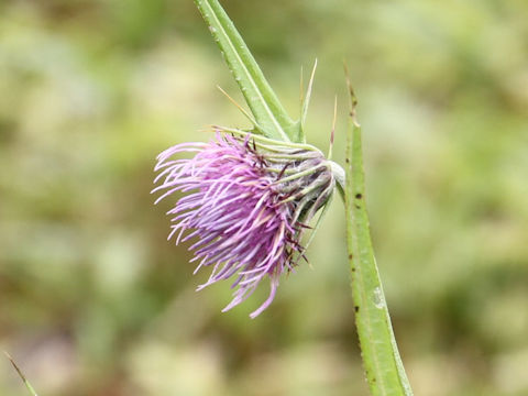 Cirsium yatusalpina