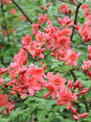 Rhododendron kaempferi var. kaempferi