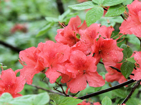 Rhododendron kaempferi var. kaempferi